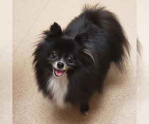 Pomeranian-Unknown Mix Dogs for adoption in Harrisburg, PA, USA