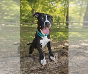 Mutt Dogs for adoption in Rustburg, VA, USA