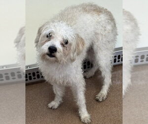 Mutt Dogs for adoption in Andover, MN, USA