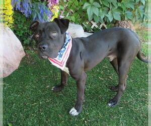 American Pit Bull Terrier-Unknown Mix Dogs for adoption in Oklahoma City, OK, USA