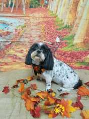 Shih Tzu Dogs for adoption in Knoxville, TN, USA