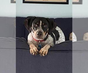 Bluetick Coonhound Dogs for adoption in Sanford, FL, USA