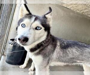 Siberian Husky Dogs for adoption in San Bernardino, CA, USA
