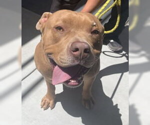 Medium Photo #2 American Pit Bull Terrier Puppy For Sale in Salinas, CA, USA