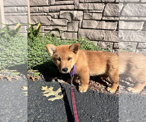 Chow Chow-Pembroke Welsh Corgi Mix Dogs for adoption in Sterling, MA, USA