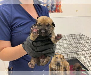 American Pit Bull Terrier-Unknown Mix Dogs for adoption in San Bernardino, CA, USA