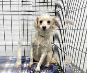 Chion Dogs for adoption in York, SC, USA