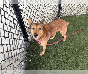 Shiba Inu-Unknown Mix Dogs for adoption in Tavares, FL, USA
