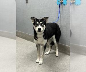 Huskies -Labrador Retriever Mix Dogs for adoption in Las Vegas, NV, USA