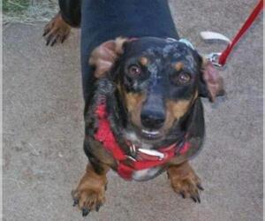 Dachshund Dogs for adoption in Minneapolis, MN, USA