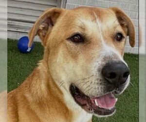 Labrador Retriever-Unknown Mix Dogs for adoption in Canton, CT, USA