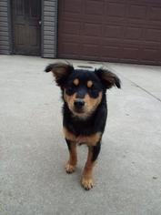 American Rat Pinscher Dogs for adoption in Fond du Lac, WI, USA