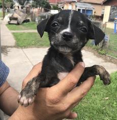 Medium Photo #1 Chihuahua-Unknown Mix Puppy For Sale in San Antonio, TX, USA