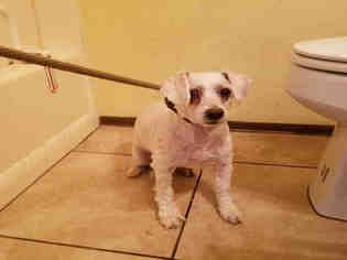 Poodle (Miniature) Dogs for adoption in Fort Walton Beach, FL, USA