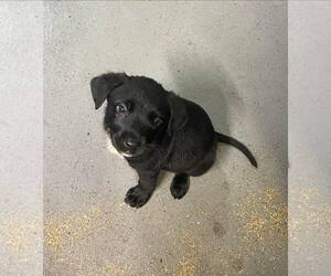 Collie-Unknown Mix Dogs for adoption in New Orleans, LA, USA