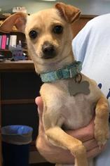 Medium Photo #1 Rat-Cha Puppy For Sale in Fargo, ND, USA