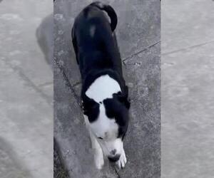 American Staffordshire Terrier-Unknown Mix Dogs for adoption in San Antonio, TX, USA