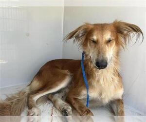 Mutt Dogs for adoption in Houston, TX, USA