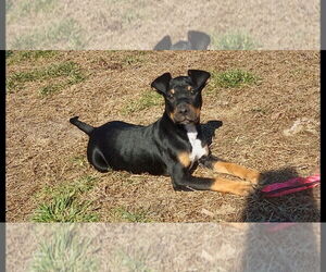 Labbe Dogs for adoption in Chester, VA, USA