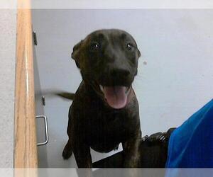 American Pit Bull Terrier-Unknown Mix Dogs for adoption in Fayetteville, NC, USA