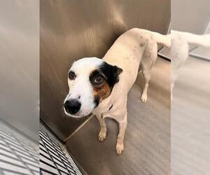 Mutt Dogs for adoption in Modesto, CA, USA