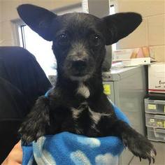 Chiweenie Dogs for adoption in Lenoir, NC, USA