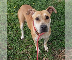 American Staffordshire Terrier-Unknown Mix Dogs for adoption in Fort Lauderdale, FL, USA