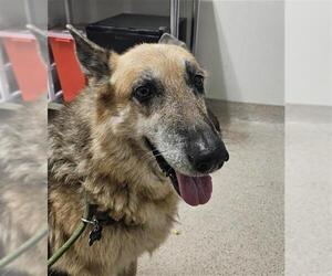 German Shepherd Dog Dogs for adoption in Bakersfield, CA, USA