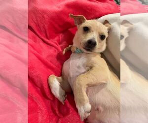 Medium Photo #1 Dachshund-Unknown Mix Puppy For Sale in Arlington, WA, USA