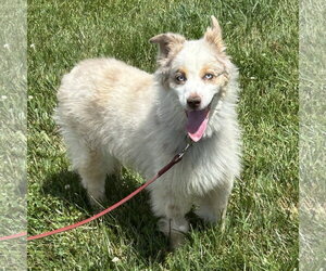 Australian Shepherd Dogs for adoption in Batavia, OH, USA