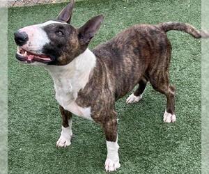 Bull Terrier Dogs for adoption in Texas City, TX, USA