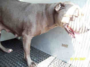 American Pit Bull Terrier-Unknown Mix Dogs for adoption in Gainesville, FL, USA
