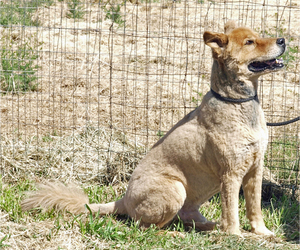 Golden Retriever Dogs for adoption in Scottsdale, AZ, USA