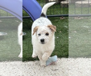 Mutt Dogs for adoption in Highland, IL, USA
