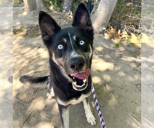 Siberian Husky Dogs for adoption in Long Beach, CA, USA