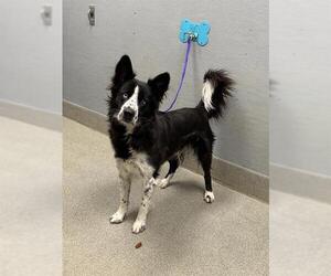Border Collie-Unknown Mix Dogs for adoption in Las Vegas, NV, USA