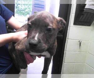 Mutt Dogs for adoption in Tulsa, OK, USA