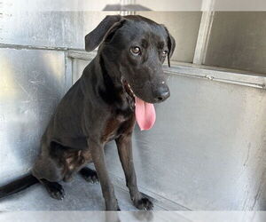 Labrador Retriever-Unknown Mix Dogs for adoption in Waco, TX, USA