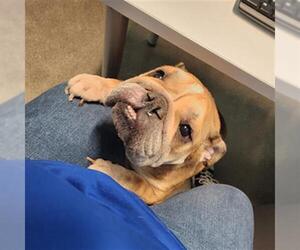 Bulldog Dogs for adoption in Houston, TX, USA