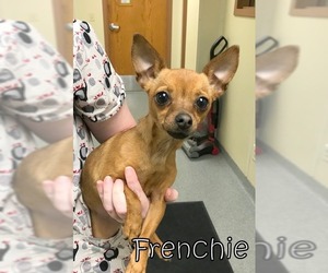 Chihuahua Dogs for adoption in Tremont, IL, USA