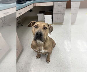 American Pit Bull Terrier Dogs for adoption in San Bernardino, CA, USA