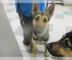 German Shepherd Dog-Unknown Mix Dogs for adoption in Oklahoma City, OK, USA