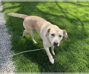Labrador Retriever-Unknown Mix Dogs for adoption in Unionville, PA, USA