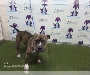 American Pit Bull Terrier Dogs for adoption in Orlando, FL, USA