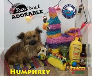 Papshund Dogs for adoption in Arcadia, FL, USA