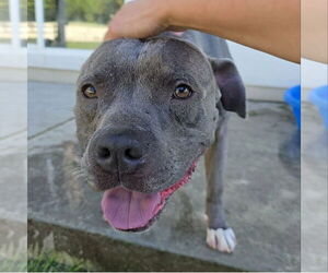 American Staffordshire Terrier Dogs for adoption in MIDWAY, UT, USA