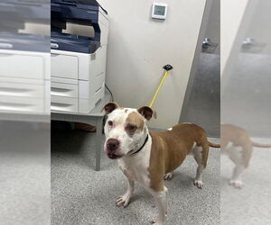 Pointer-Unknown Mix Dogs for adoption in Pasadena, TX, USA