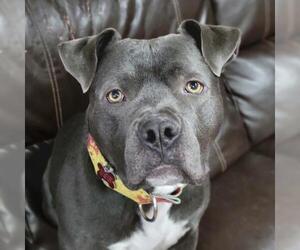 American Pit Bull Terrier Dogs for adoption in Fargo, ND, USA