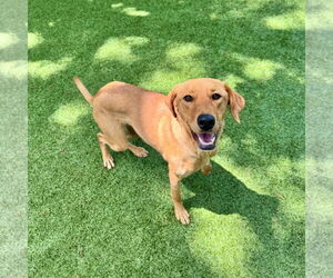 Labrador Retriever-Unknown Mix Dogs for adoption in Hilton Head, SC, USA