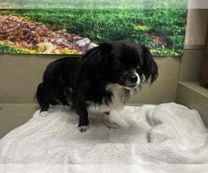 Pekingese-Unknown Mix Dogs for adoption in Moreno Valley, CA, USA